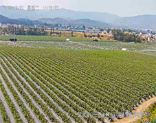 云南楚雄藍(lán)莓種植基地使用開(kāi)寧4K全彩慢直播攝像機(jī)實(shí)時(shí)直播