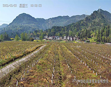  ?花開云上：開寧4K慢直播助力石安桃園打造沉浸式“云端花?！? /></a></div>
                        <dl class=