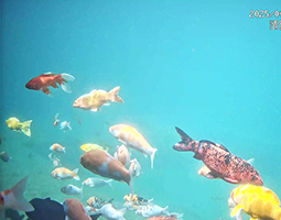 開(kāi)寧水下慢直播：讓濟(jì)南明水古城錦鯉，在4K光影中“躍”入千萬(wàn)人視野