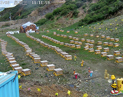 理塘借開(kāi)寧4G慢直播設(shè)備讓高原養(yǎng)蜂走向全國(guó)