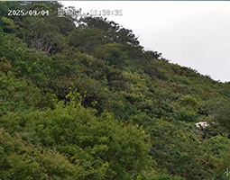 開寧4K紅外高清慢直播球機(jī)助力小島山野生保護(hù)