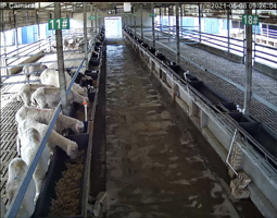 內(nèi)蒙古養(yǎng)殖場(chǎng)攜手開寧慢直播筑牢消費(fèi)信任