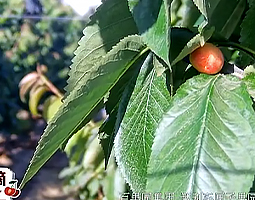 百果園4K慢直播解鎖智利車?yán)遄? /></a></div>
                        <dl class=