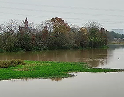 佛山使用開寧慢直播球機(jī)實(shí)時(shí)慢直播云東海濕地公園